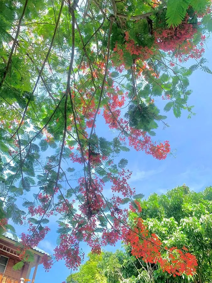 Koh Tao Tropicana Resort קו טאו