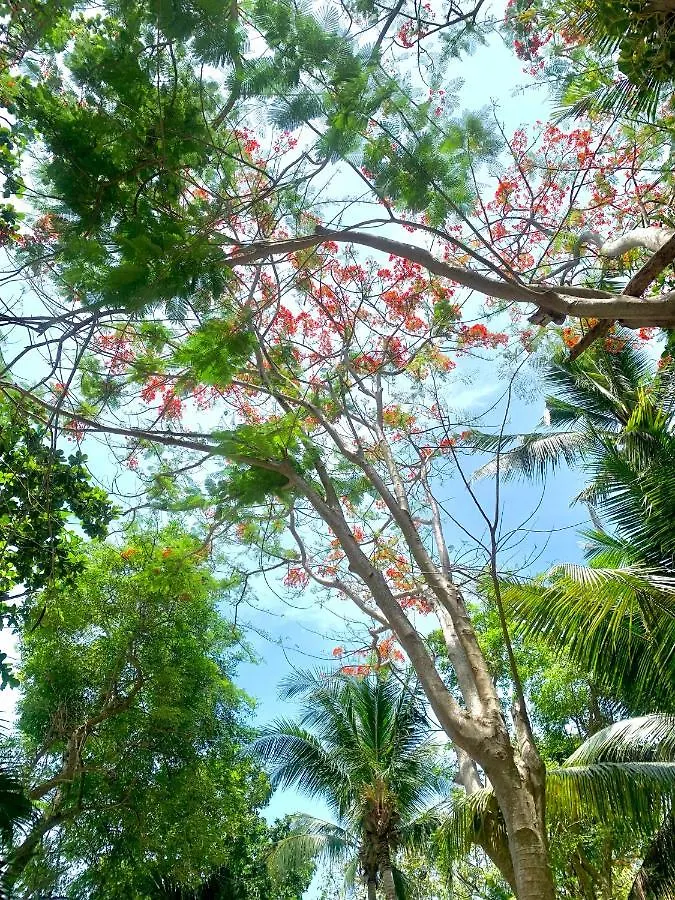 Koh Tao Tropicana Resort 2*, Κο Τάο